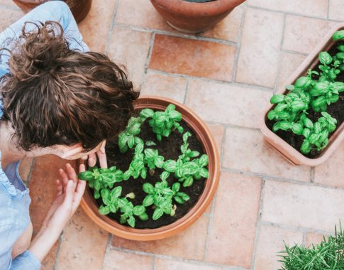 Kad palangės sužaliuotų: trys paprasti būdai pradėti auginti žalumynus ir daržoves namuose