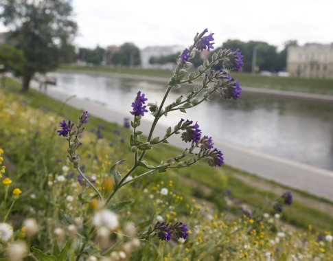 Dėl nenušienautų vejų Vilniaus mieste parlamentaras kreipėsi į prokuratūrą