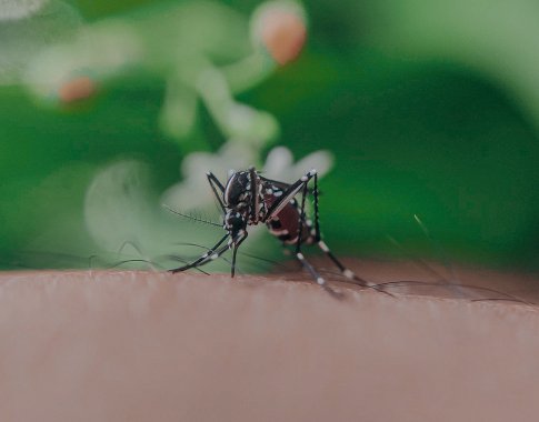 Alergologė pataria, kaip elgtis įgėlus vabzdžiams Alergologė pataria, kaip elgtis įgėlus vabzdžiams