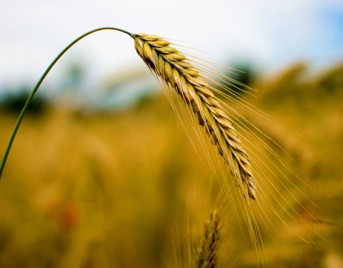 Ūkininkai atmeta prognozes dėl didesnio grūdų derliaus: nenorim gąsdinti, bet klimato išdaigos padarė savo
