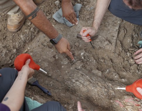 Pietų Izraelyje iškasta 500 000 metų senumo dramblio iltis