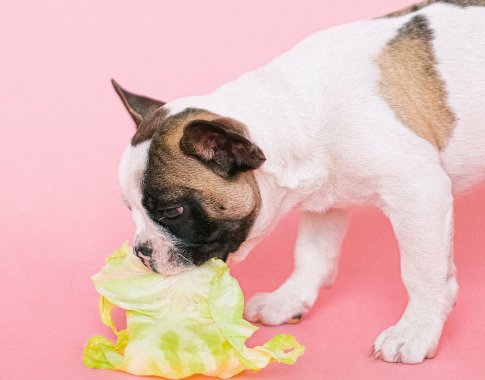Ar galima palepinti šunį žmonėms skirtu maistu?