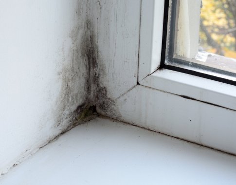 Pelėsis prie langų – specialaus skysčio greičiausiai neužteks