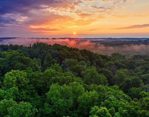 Nyksta daugiau nei trečdalis Amazonės atogrąžų miškų