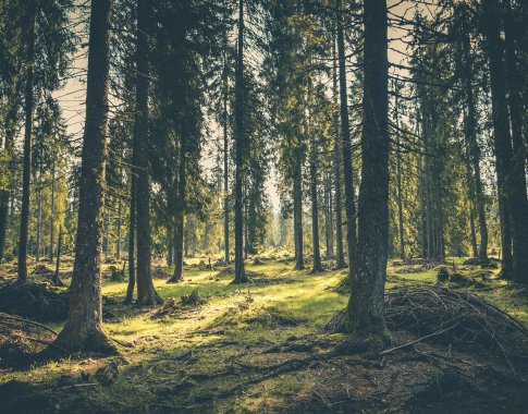 Siūloma pratęsti galimybę už turėtą žemę mieste gauti kompensaciją mišku