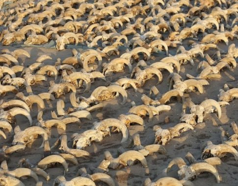Egipto šventykloje rasta tūkstančiai mumifikuotų avinų galvų