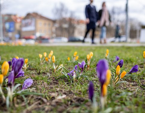 Profesorė apie prasidedantį žiedadulkių sezoną: alergiją gali sukelti ir iš už tūkstančių kilometrų atklydusios žiedadulkės