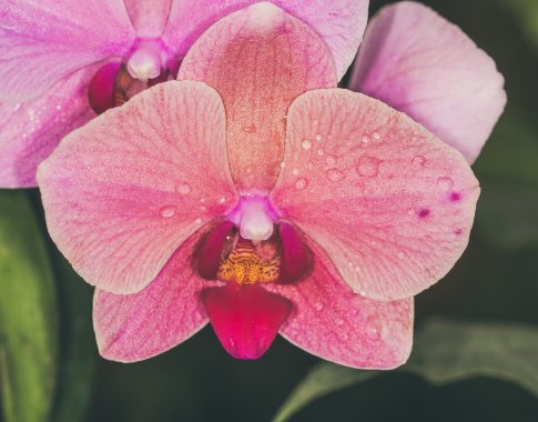 Kaip teisingai laistyti orchidėjas namuose jums gali pasakyti programėlės