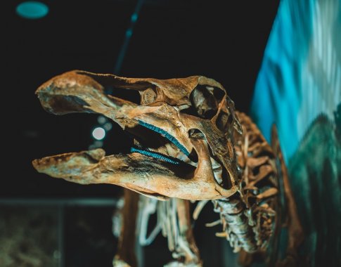 Už milijoninę sumą parduotas retas dinozauro skeletas