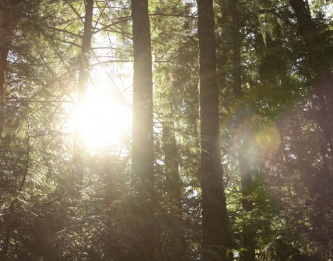 Brangstančios medienos įtaka miškų verslui: ar neiškirsime žaliojo kurso galimybių?