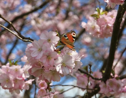 Japoninės vyšnios – sakuros: nuo kvepiančių frezijomis iki žavinčių šimtais žiedlapių viename žiede