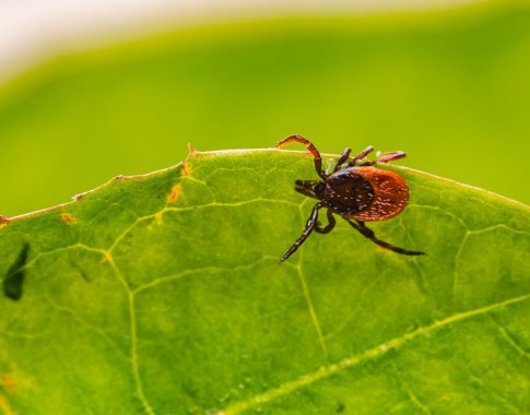 Infekcinių ligų gydytoja apie Laimo ligą: laiku nepastebėjus pasekmės gali būti negrįžtamos