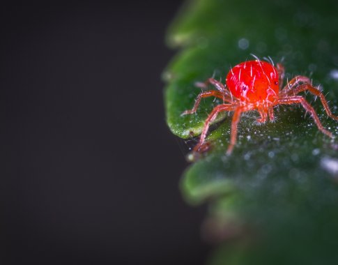 Infekcinių ligų gydytoja: kokie žmonės turi didesnę riziką užsikrėsti erkiniu encefalitu?