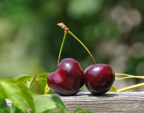 Dietologė ragina skanauti trešnes: naudingos skaidulomis ir vitaminu C