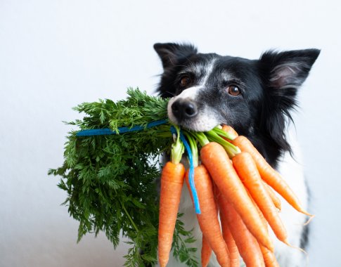 Kai kurie vaisiai ir daržovės naudingi ir šunims: kuriuos augintiniui siūlyti, o kurių negalima duoti