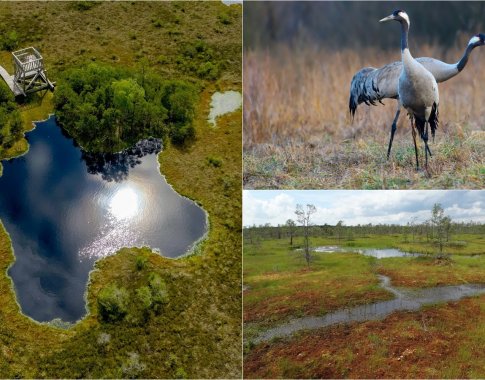 Natūralios pelkės – sveikesnis žmogus