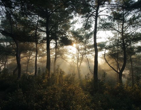 Medžių vaidmuo keičiantis klimatui