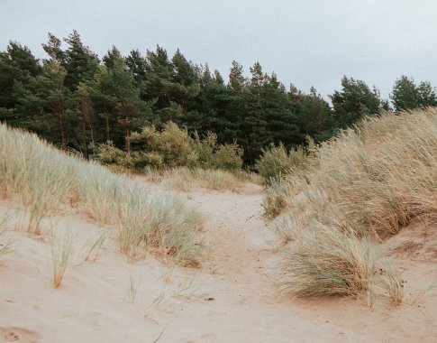 Palanga dešimt kartų padidino atkuriamąją medžių vertę: už nukirstą pušį gali tekti sumokėti 18 tūkst. eurų