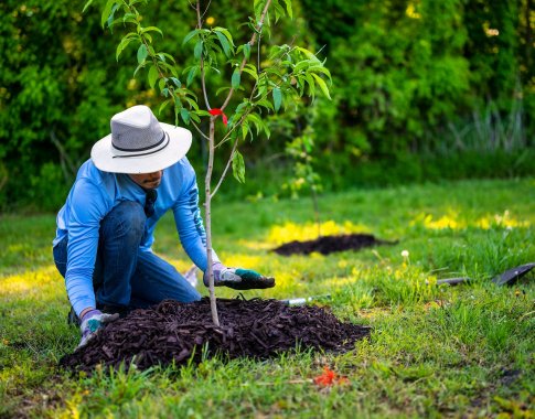 Arboristas apie rudenį sodinamus medžius: sėkmę lemia sodinuko sveikata ir teisingas sodinimas