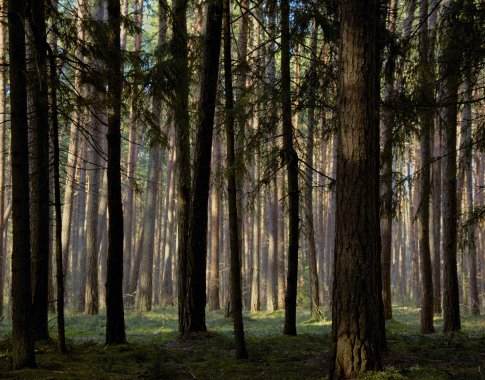 Pasidžiaukite rudenėjančia gamta: kokius parkus verta aplankyti savaitgalį ir kaip pasitikrinti jų užimtumą?