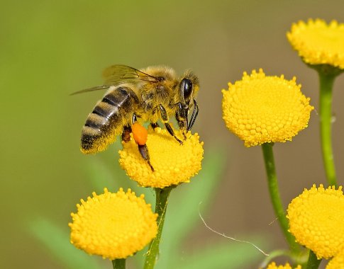 Kada bičių produktai yra maistas, o kada – vaistas?
