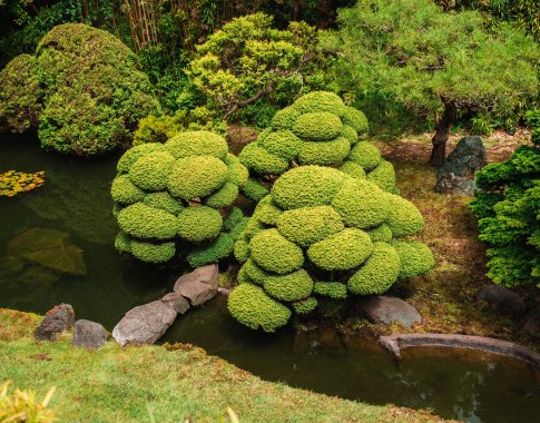 Japoniško sodo trauka ir žavesys