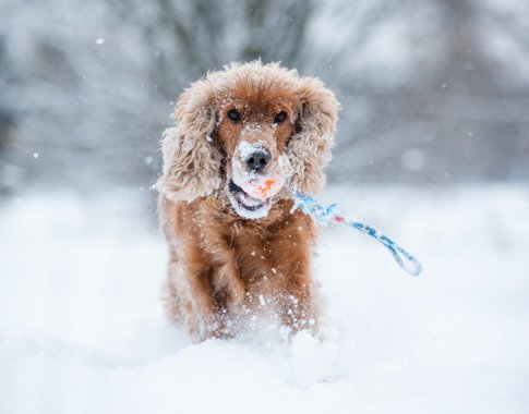 5 veterinarės patarimai, kurie padės pasirūpinti savo augintiniu žiemą