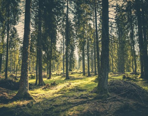 Pavasaris – palankiausias metas didinti miškų plotus