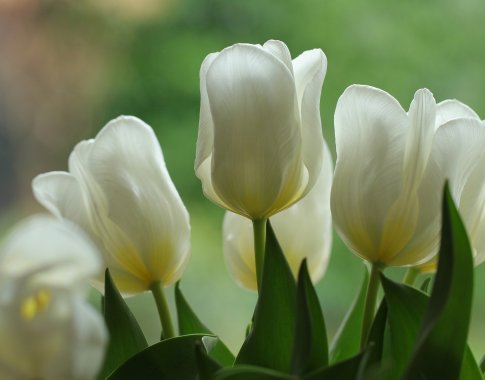 Floristai dalijasi tendencijomis: kaip išrinkti puokštę mamai?