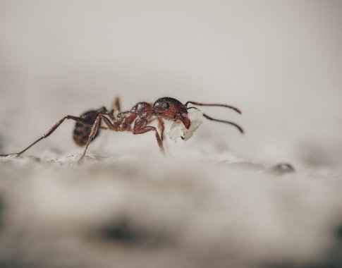 Kodėl uodai, vorai ir skruzdėlės šiemet aktyvūs vėliau ir kaip saugiai juos kontroliuoti? Kodėl uodai, vorai ir skruzdėlės šiemet aktyvūs vėliau ir kaip saugiai juos kontroliuoti?
