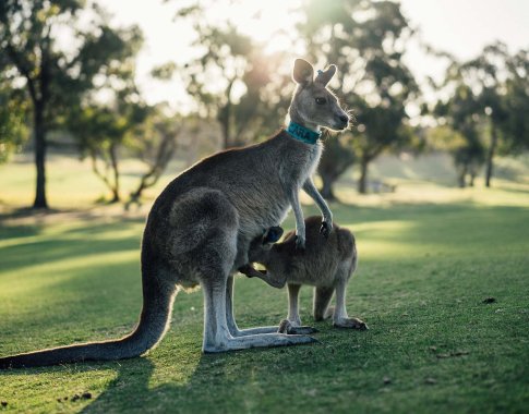 Klimato ataskaita piešia liūdną Australijos ateities vaizdą