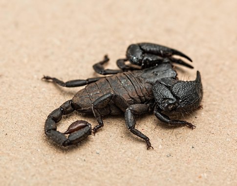 Prancūzijos Antiluose aptikta per 100 naujų augalų ir gyvūnų rūšių