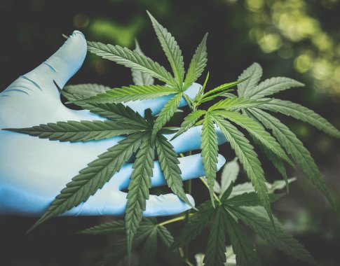 Trumpas įsakė priskirti marihuaną mažiau pavojingiems narkotikams