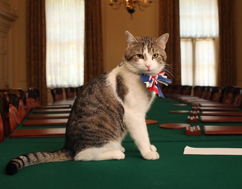 Vyriausiasis peliautojas katinas Laris – jau 15 metų britų vyriausybės dalis