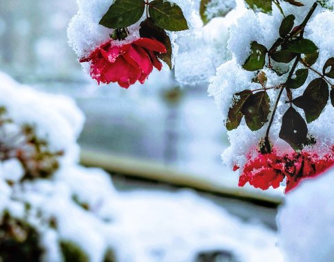 Artėjant atšilimui įspėja dėl galimų potvynių: kaip jiems pasiruošti