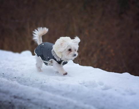 Augintinių drabužiai – ne tik stiliaus detalė