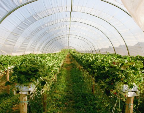 Po tikros žiemos – išbandymas sodams: prasidėjus atodrėkiui lūžta šiltnamiai