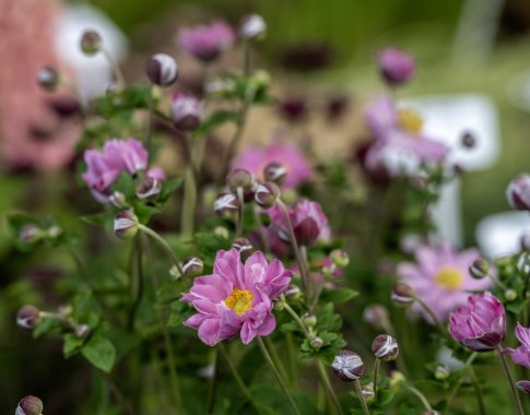 Didžioji sodinukų mugė – jau balandį