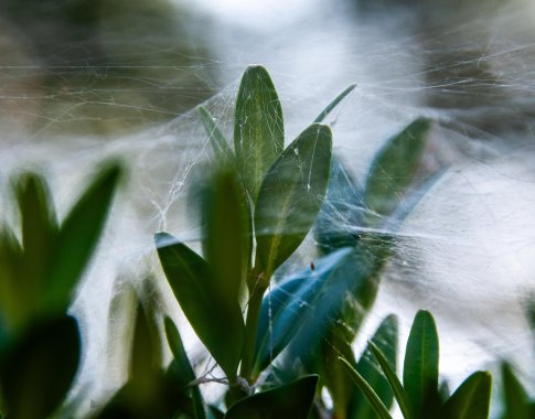 Kaip laiku pastebėti augalų patiriamą stresą?