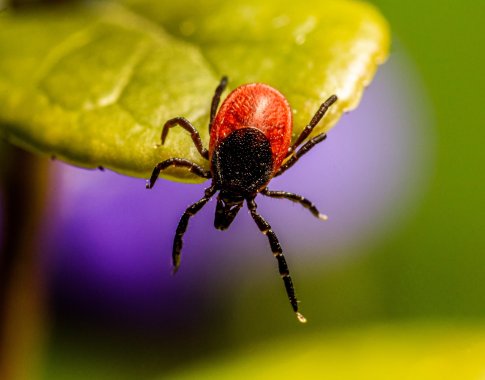 Erkės jau pabudo: gydytoja įspėja apie pavojingą ligą, galinčią sukelti paralyžių