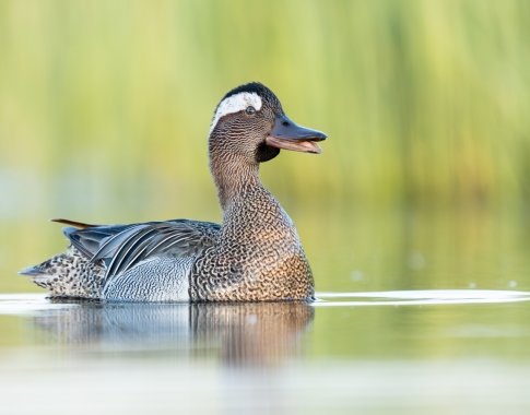 Paskelbtas 2026 metų paukštis