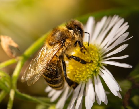 Mikroplastikas ir bitės: kaip rūšiavimas saugo gamtą?