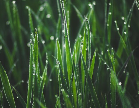 Prasidėjo pavasaris – pabudo gamta: kada verta pabudinti veją?