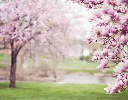 Artėjant sodinimo sezonui – specialistų patarimai, kaip išsirinkti augalus