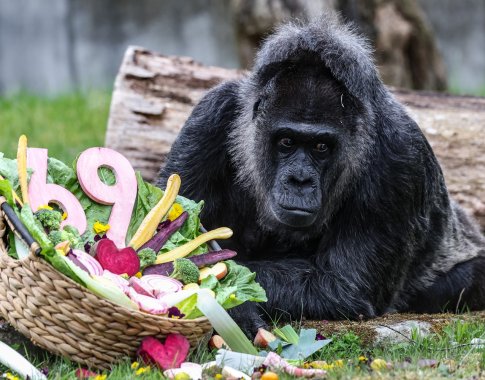 Rekordas Berlyne: seniausia pasaulyje gorila sulaukė neįprasto amžiaus