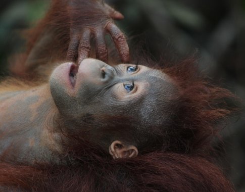 Madrido zoologijos sode gimė baigiančių išnykti orangutanų jauniklis