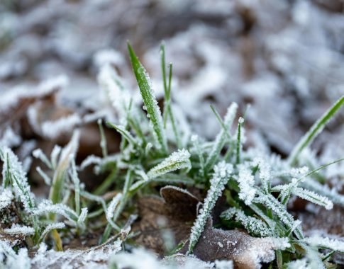 Sodininkai baiminasi dėl šalnų prarasti vaisių ir daržovių derlių