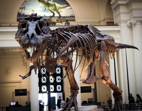 Pirmasis Antarktidoje rastas dinozauro kaulas 40 metų dulkėjo pamirštas stalčiuje