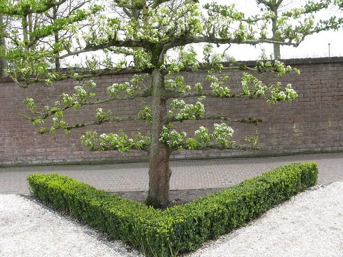 Olandija vilioja tulpių žiedais