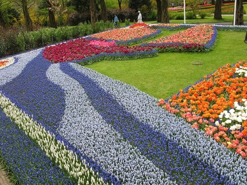 Olandija vilioja tulpių žiedais